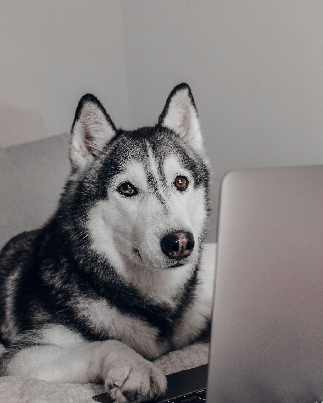 A husky resting beside a laptop
