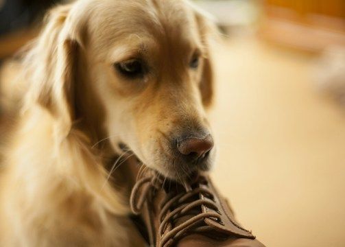 A golden retriever chewing a shoe