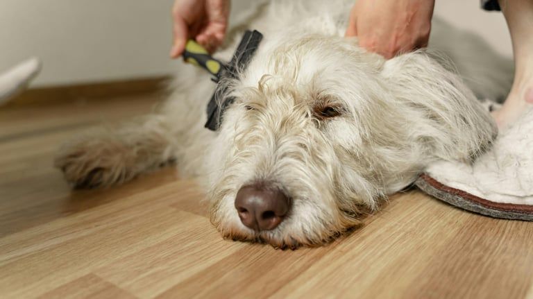 A dog being brushed at home