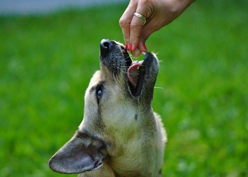 A dog taking a treat from its owner's hand
