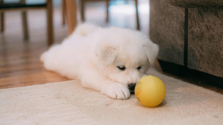 A fluffy white puppy playing with a ball